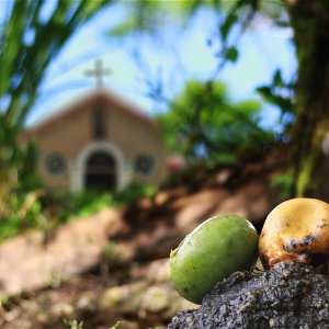 Mangoes from the Valley show image